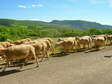 Brebis Sheep (Ovis aries) - Castel de Cantobre G&icirc;tes, Aveyron, France