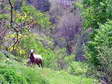 Brebis Sheep with Lamb (Ovis aries) - Castel de Cantobre G&icirc;tes, Aveyron, France