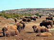 European Bison (Bison bonasus) - Castel de Cantobre G&icirc;tes, Aveyron, France