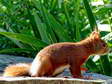 Eurasian red squirrel (Sciurus vulgaris) - Castel de Cantobre G&icirc;tes, Aveyron, France
