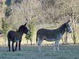 Donkeys (Equus africanus asinus) - Castel de Cantobre G&icirc;tes, Aveyron, France