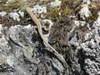 Common Wall Lizard (Podarcis muralis) - Castel de Cantobre G&icirc;tes, Aveyron, France