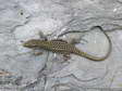Catalonian Wall Lizard (Podarcis liolepis) - Castel de Cantobre G&icirc;tes, Aveyron, France