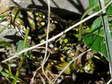 Western Green Lizard (Lacerta bilineata) - Castel de Cantobre G&icirc;tes, Aveyron, France
