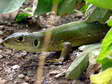 Western Green Lizard (Lacerta bilineata) - Castel de Cantobre G&icirc;tes, Aveyron, France