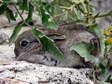 European Rabbit (Oryctolagus cuniculus) - Castel de Cantobre G&icirc;tes, Aveyron, France