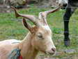 Domestic Goat (Capra aegagrus hircus) - Castel de Cantobre G&icirc;tes, Aveyron, France