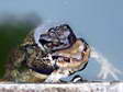 Common Toads (Bufo bufo) - Castel de Cantobre G&icirc;tes, Aveyron, France