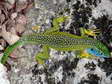 Western Green Lizard - Male (Lacerta bilineata) - Castel de Cantobre G&icirc;tes, Aveyron, France