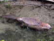 European Beaver (Castor fiber) - Castel de Cantobre G&icirc;tes, Aveyron, France