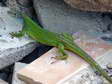 Western Green Lizard (Lacerta bilineata) - Castel de Cantobre G&icirc;tes, Aveyron, France