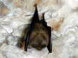 Lesser Horseshoe Bat (Rhinolophus hipposideros) - Castel de Cantobre G&icirc;tes, Aveyron, France