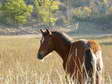 Horse (Equus ferus caballus) - Castel de Cantobre G&icirc;tes, Aveyron, France