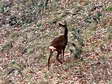 Roe Deer - Female (Capreolus capreolus) - Castel de Cantobre G&icirc;tes, Aveyron, France