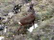 Roe Deer - Male (Capreolus capreolus) - Castel de Cantobre G&icirc;tes, Aveyron, France