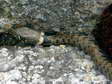 Grass Snake or Ringed Snake or Water Snake (Natrix natrix) - Castel de Cantobre G&icirc;tes, Aveyron, France