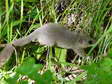 Edible or Fat Dormouse (Glis glis) - Castel de Cantobre G&icirc;tes, Aveyron, France