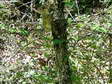 Edible or Fat Dormouse (Glis glis) - Castel de Cantobre G&icirc;tes, Aveyron, France