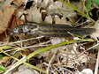 Leopard Slug (Limax maximus) - Castel de Cantobre G&icirc;tes, Aveyron, France