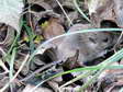 Wood Mouse (Apodemus sylvaticus) - Castel de Cantobre G&icirc;tes, Aveyron, France