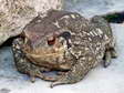 Common Toad (Bufo bufo) - Castel de Cantobre G&icirc;tes, Aveyron, France