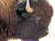 European Bison (Bison bonasus) - Castel de Cantobre G&icirc;tes, Aveyron, France