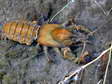 Signal Crayfish (Pacifastacus leniusculus) - Castel de Cantobre G&icirc;tes, Aveyron, France