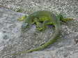 Western Green Lizard (Lacerta bilineata) - Castel de Cantobre G&icirc;tes, Aveyron, France