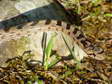 Southern smooth snake or Riccioli&rsquo;s snake (Coronella girondica) - Castel de Cantobre G&icirc;tes, Aveyron, France