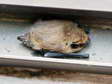 Common Pipistrelle Bat (Pipistrellus pipistrellus) - Castel de Cantobre G&icirc;tes, Aveyron, France