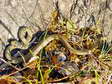 Juvenile Western or Green Whip Snake (Hierophis viridiflavus) - Castel de Cantobre G&icirc;tes, Aveyron, France