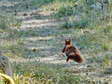 Eurasian red squirrel (Sciurus vulgaris) - Castel de Cantobre G&icirc;tes, Aveyron, France