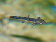 Larval stage of the Fire Salamander - 3cm (Salamandra salamandra) - Castel de Cantobre G&icirc;tes, Aveyron, France