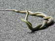 Western Whip Snake (Hierophis viridiflavus) - Castel de Cantobre G&icirc;tes, Aveyron, France