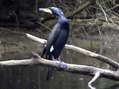 Cormorant (Phalacrocorax carbo) - Castel de Cantobre G&icirc;tes, Aveyron, France