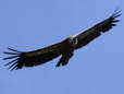 Griffon Vulture (Gyps fulvus) - Castel de Cantobre G&icirc;tes, Aveyron, France