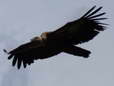 Griffon Vulture (Gyps fulvus) - Castel de Cantobre G&icirc;tes, Aveyron, France