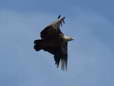 Griffon Vulture (Gyps fulvus) - Castel de Cantobre G&icirc;tes, Aveyron, France
