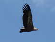 Griffon Vulture (Gyps fulvus) - Castel de Cantobre G&icirc;tes, Aveyron, France