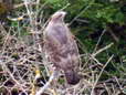 Common Buzzard (Buteo buteo) - Castel de Cantobre G&icirc;tes, Aveyron, France