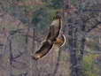 Common Buzzard (Buteo buteo) - Castel de Cantobre G&icirc;tes, Aveyron, France