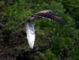 Short-toed (Snake) Eagle (Circaetus gallicus) - Castel de Cantobre G&icirc;tes, Aveyron, France