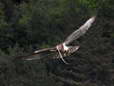 Short-toed (Snake) Eagle (Circaetus gallicus) - Castel de Cantobre G&icirc;tes, Aveyron, France