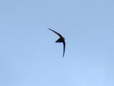 Common Swift - (Apus apus) - Castel de Cantobre G&icirc;tes, Aveyron, France