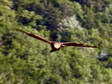 Golden Eagle (Aquila chrysaetos) - Castel de Cantobre G&icirc;tes, Aveyron, France