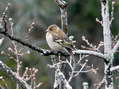 Chaffinch - Female (Fringilla coelebs) - Castel de Cantobre G&icirc;tes, Aveyron, France