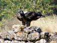 Bearded Vulture - Male (Larzac) - 2 months old juvenile (Gypaetus barbatus) - Castel de Cantobre G&icirc;tes, Aveyron, France