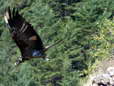 Bearded Vulture - Male (Larzac) - 2 months old juvenile (Gypaetus barbatus) - Castel de Cantobre G&icirc;tes, Aveyron, France