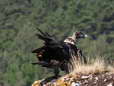 Bearded Vulture - Male (Larzac) - 2 months old juvenile (Gypaetus barbatus) - Castel de Cantobre G&icirc;tes, Aveyron, France
