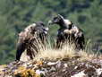 Bearded Vultures - Female & Male (Cazals & Larzac) - 2 months old juveniles (Gypaetus barbatus) - Castel de Cantobre G&icirc;tes, Aveyron, France